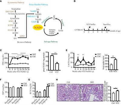 Unraveling the nexus of NAD+ metabolism and diabetic kidney disease: insights from murine models and human data